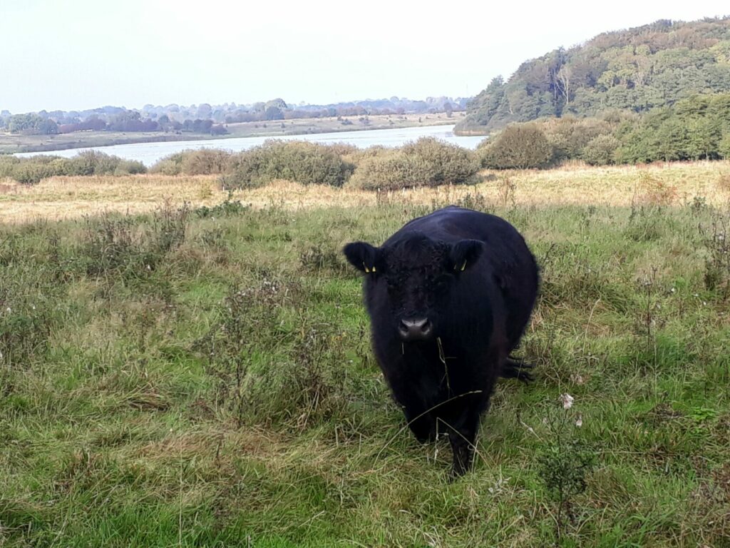 Galloway-Kuh im NSG 'Winderatter See', Schleswig-Holstein
